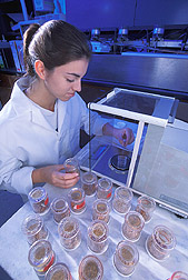 Student assistant checks the growth rate of Indianmeal moth larvae: Click here for full photo caption.