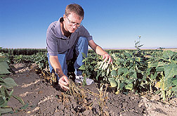 Plant geneticist compares susceptible and resistant bean lines: Click here for full photo caption.