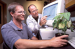 Plant geneticists analyze results of quantitative polymerase chain reaction assays: Click here for full photo caption.