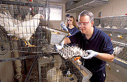 Immunologist and veterinarian collect and label eggs: Click here for full photo caption.