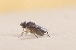 A Phorid fly: Click here for full photo caption.