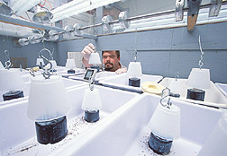 Entomologist examines a lifter cup in a phorid fly rearing system: Click here for full photo caption.