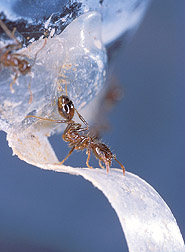 Black imported fire ant traveling on a plastic strip: Click here for full photo caption.