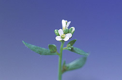 Wild Arabidopsis thaliana flowers: Click here for full photo caption.