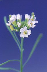 Flowers of an experimental Arabidopsis thaliana plant: Click here for full photo caption.