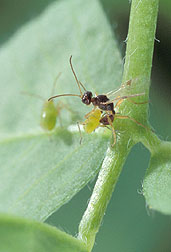 A quarter-inch long parasitic wasp: CLick here for full photo caption.