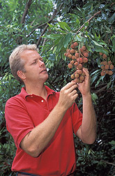 Entomologist inspects lychee fruit for insect damage: Click here for full photo caption.