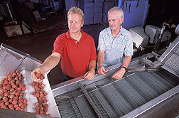 Entomologist and tropical fruit grower install the first hot water immersion quarantine treatment unit for lychee and longan: Click here for full photo caption.