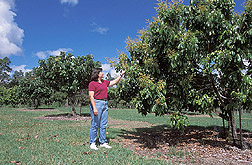 Horticulturist observes a flowering longan tree: Click here for full photo caption.