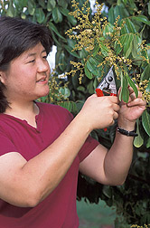 Horticulturist collects a sample from a longan tree: Click here for full photo caption.
