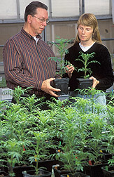 Plant pathologist holds a plant with compost added to it and a technician holds a plant without compost: Click here for full photo caption.