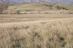 Deep-rooted California native perennial grasses: Click here for full photo caption.