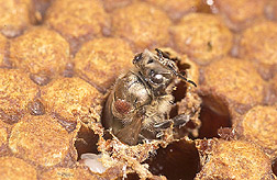 A young worker bee emerges from a brood cell: Click here for full photo caption.