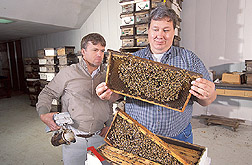 Technician and entomologist look for mite damage to bees: Click here for full photo caption.