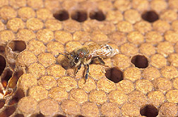 An adult worker honey bee with two Varroa mites on its thorax: Click here for full photo caption.