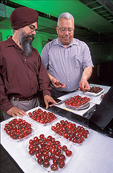A chemist and a professor examine and weigh cherries: Click here for full photo caption.