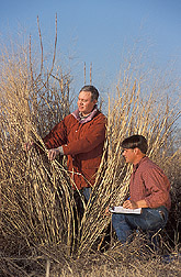 Two technicians measure switchgrass stem density and geometry: Click here for full photo caption.