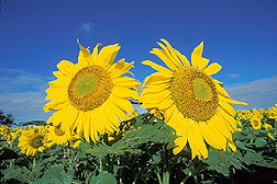Sunflowers: Click here for photo caption.