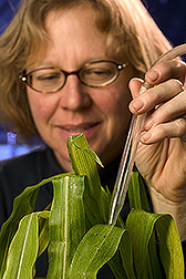 Technician uses an aspirator to collect black-faced leafhoppers: Click here for full photo caption.