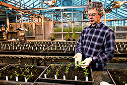 Technician transmits bean pod mottle virus to soybeans: Click here for full photo caption.