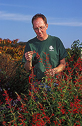 Curator of the National Herb Garden working with Salvia elegans: Click here for full photo caption.