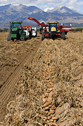Potatoes being harvested in the San Luis Valley of south-central Colorado: Click here for full photo caption.