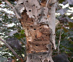 A red maple infested by Asian longhorned beetles in Carteret, New Jersey: Click here for full photo caption.