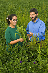 Technician and ecologist inspect the prolific seed production of common waterhemp: Click here for full photo caption.