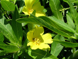 Close-up of Ludwigia, a member of the evening primrose family that sports beautiful yellow blossoms throughout the summer: Click here for photo caption.