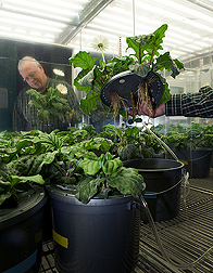 Plant pathologist examines roots of Gerbera plants grown hydroponically in a nutrient solution containing silicon: Click here for full photo caption.