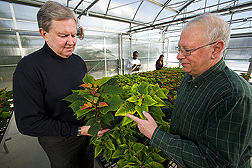 Two plant pathologists inspect poinsettias for nutrient stress (stressed plant is on right): Click here for full photo caption.