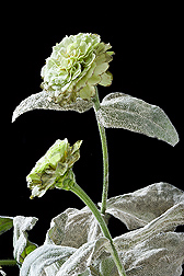 A severe case of powdery mildew on a zinnia: Click here for photo caption.