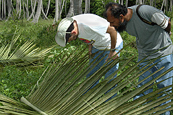 ARS entomologist (left) and Farzan Hosein of the Trinidad Ministry of Agriculture, Marine, and Land Resources observe red palm mite populations and plant symptoms caused by the mites: Click here for full photo caption.