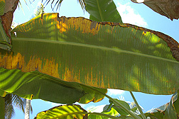 The discolored areas on the underside of this banana leaf are where red palm mites have caused damage to the plant: Click here for photo caption.