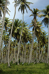 Coconut palm trees: Click here for photo caption.