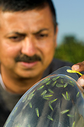 Chemist observes lacewings in a trap containing the pheromone he identified as iridodial: Click here for full photo caption.