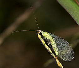 Goldeneyed lacewing, Chrysopa oculata, 1 to 1.5 centimeters long: Click here for photo caption.