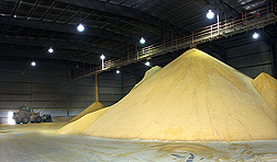 Tons of distiller’s dried grains being held in storage at the ethanol plant shown above: Click here for photo caption.