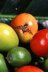 Mediterranean fruit fly, a worldwide agricultural pest: Click here for photo caption.