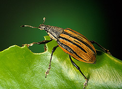 Adult Diaprepes root weevil: Click here for photo caption.