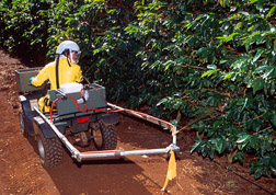Technician uses an all-terrain vehicle to apply a band of protein bait spray (containing spinosad) in a Hawaii coffee field: Click here for full photo caption.