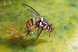 A female oriental fruit fly, Bactrocera dorsalis, laying eggs by inserting her ovipositor in the skin of a papaya: Click here for photo caption.