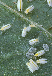 Silverleaf whiteflies, Bemisia argentifolii, on a leaf: Click here for photo caption.