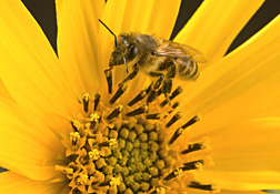 An adult worker honey bee collecting pollen: Click here for photo caption.