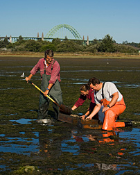 Ecologist shovels estuarine sediment from a metal core into a sieve while technicians collect burrowing shrimp to measure and examine the effects of these pests on the oyster aquaculture industry: Click here for full photo caption.