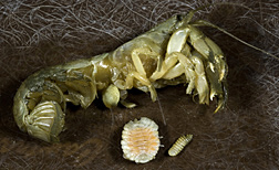 Griffen’s isopod (Orthione griffenis, here removed from the underside of a shrimp’s carapace): Click here for full photo caption.