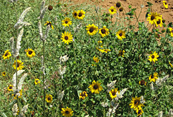 Helianthus debilis, commonly referred to as the “dune sunflower,” growing in a sandy roadside area near Booarga, Queensland: Click here for full photo caption.
