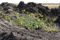 “Rubbish tip” sunflowers near Bowenville, Queensland: Click here for full photo caption.