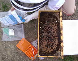 Entomologist collects bee samples from colonies affected by colony collapse disorder: Click here for full photo caption.