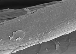 Scanning electron micrograph of a wool fiber treated by the ARS biopolishing, shrinkproofing method: Click here for full photo caption.